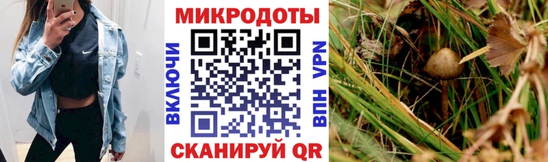 Псилоцибиновые грибы Cubensis Ачхой-Мартан